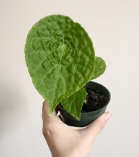 Begonia natunaensis rare for sale  Middletown