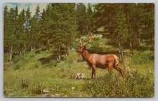 Bull elk woods for sale  Grand Canyon