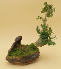 Bonsai ans buis d'occasion  France