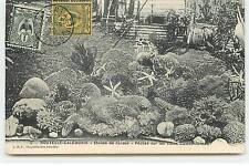 New caledonia coral d'occasion  Expédié en Belgium