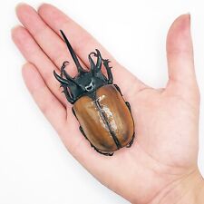 Eupatorus gracilicornis one for sale  Sahuarita