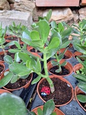 pianta ovata crassula usato pianta ovata crassula usato  Iglesias