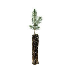 Blue spruce small for sale  Mckinleyville