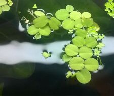 Salvinia minima piante usato  Benevento