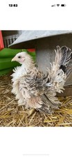 Mini serama eggs for sale  DROITWICH