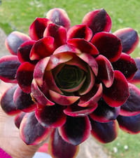 Aeonium big bang for sale  LONDON