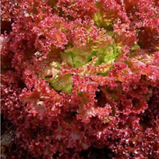 Lettuce seeds lollo for sale  PEEBLES