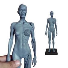 Modello anatomico resina usato  Spedire a Italy