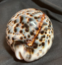 Cypraeidae cypraea tigris for sale  Charlottesville