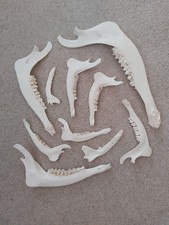 Jaw bones deer for sale  MATLOCK