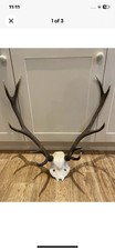 deer antlers for sale  BRIDGE OF ORCHY