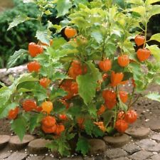 Physalis hardy garden for sale  IPSWICH