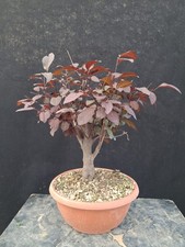 Bonsai prunus pissardi usato  Montevarchi