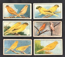 Canary birds rare for sale  BRIDPORT