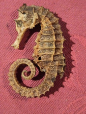 Hippocampe d'occasion  Cuq-Toulza