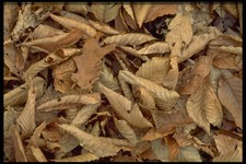 423056 dried beech for sale  UK
