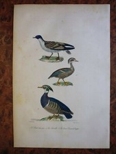 Gravure animaux buffon d'occasion  Lunéville