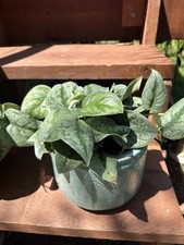 Live silver pothos for sale  Fallbrook