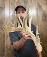 Huge freak 101 for sale  Port Matilda