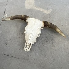 Steer skull art for sale  Alpine