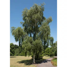 Weeping white birch for sale  Chicago