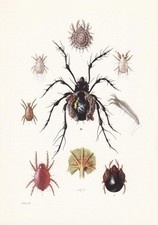 1960 spider mite for sale  BIDEFORD