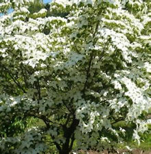 Large 5ft cornus for sale  OXFORD