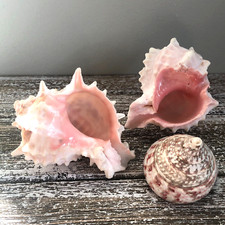 Pink murex phyllonontus for sale  Philomath