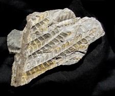 Colorful fern frond for sale  Lancaster