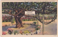 Oldest largest grape for sale  Apple Valley