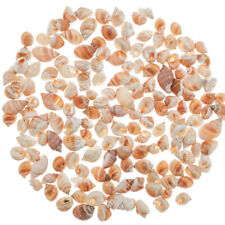 Coquillages nassarius vibex d'occasion  Vierzon