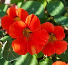 Empress india nasturtium for sale  Tarpon Springs