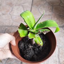 Vaso pianta agave usato  Barcellona Pozzo di Gotto