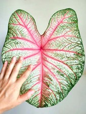 Summer pink caladium d'occasion  Expédié en Belgium