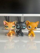 Lps shorthair cat for sale  BOURNEMOUTH