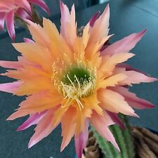 Lobivia echinopsis hybrid d'occasion  Loches