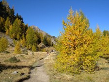 Larix decidua larice usato  Torino