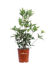 Pianta osmanto osmanthus usato  Santeramo in Colle