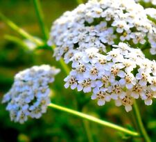 3100x yarrow pure for sale  DEWSBURY