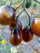 Tomate blau gelb gebraucht kaufen  Muldestausee