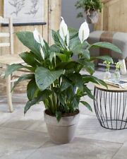 Pianta spathiphyllum sweet usato  Torre Canavese