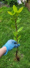 Cooking organic herb for sale  WILLENHALL