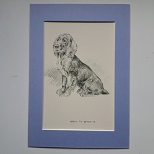 Cocker spaniel puppy for sale  THIRSK