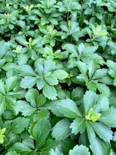 Pachysandra cuttings japanese for sale  Atlanta