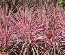 Cordyline aust. southern for sale  HORSHAM