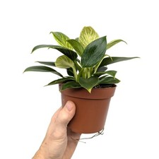 Philodendron birkin for sale  CREDITON