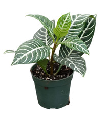 Zebra plant 4inches for sale  Modesto