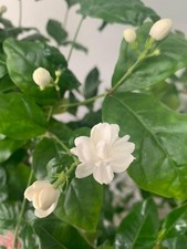 Sambac arabian jasmine for sale  WEMBLEY