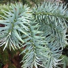Cuninghamia lanceolata tree for sale  Oakland Gardens