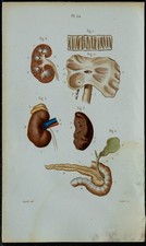 1852 planche anatomie d'occasion 1852 planche anatomie d'occasion  France